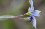 Nash's blue-eyed grass